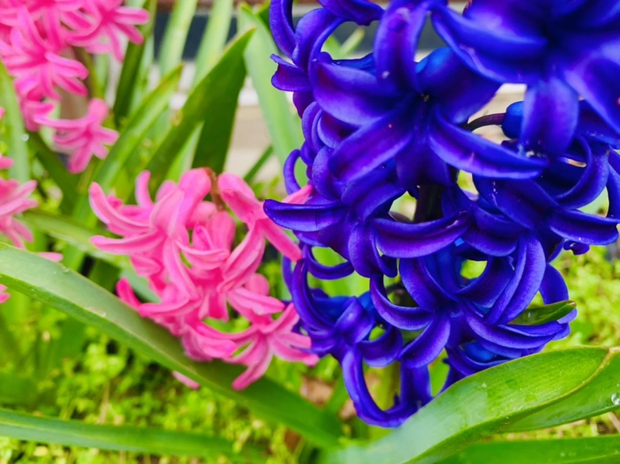 IMG_6197.jpg?type=w966