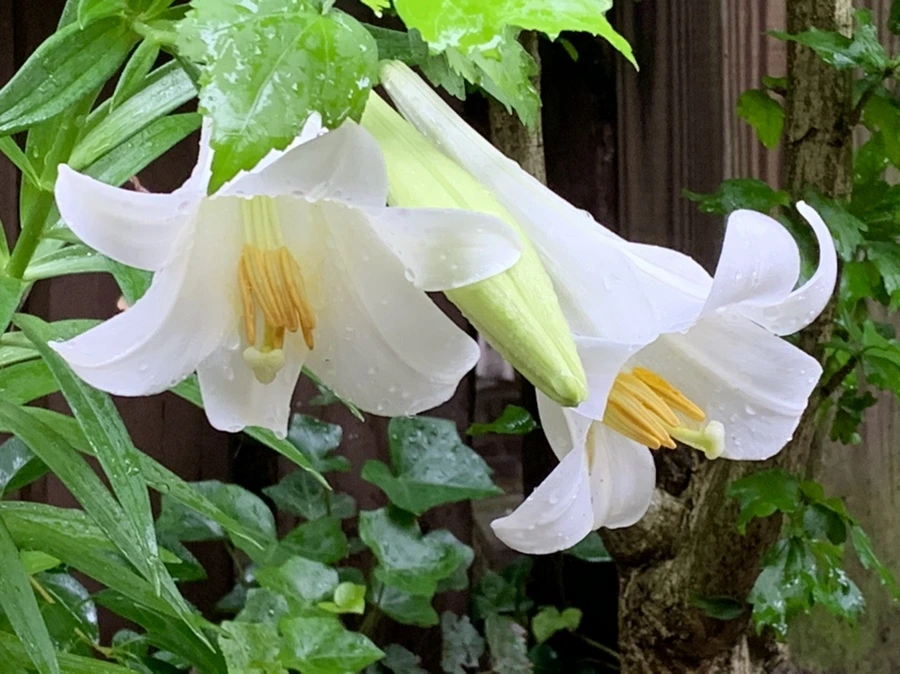 IMG_0111.jpg?type=w966