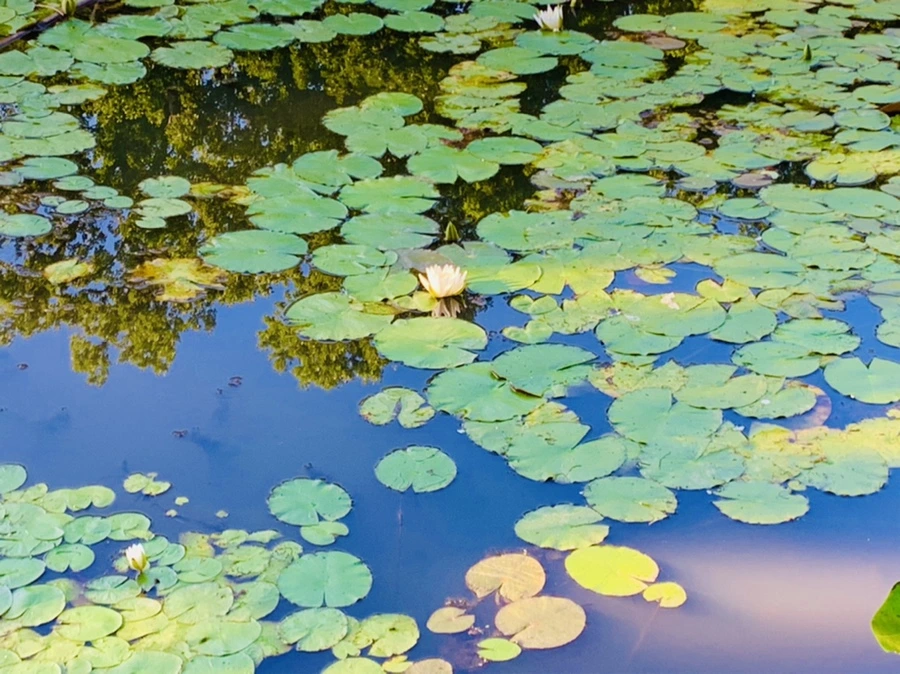 IMG_4264.jpg?type=w966