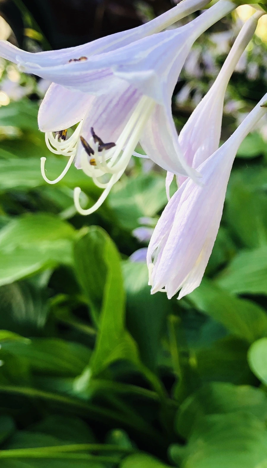 IMG_1858.jpg?type=w966