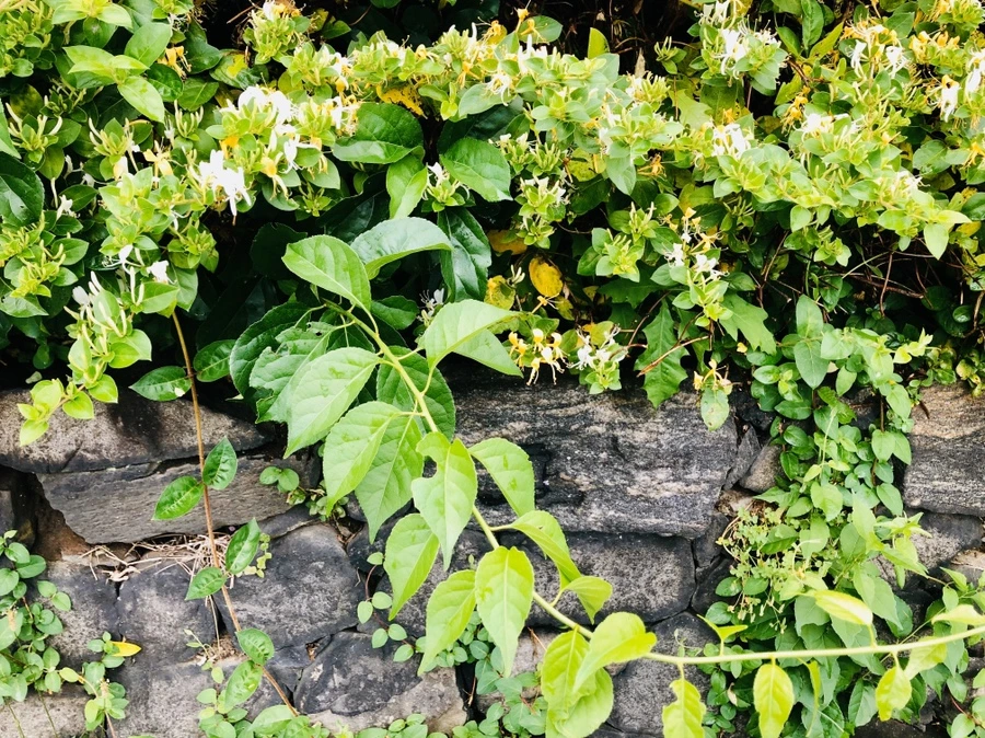 IMG_8185.jpg?type=w966