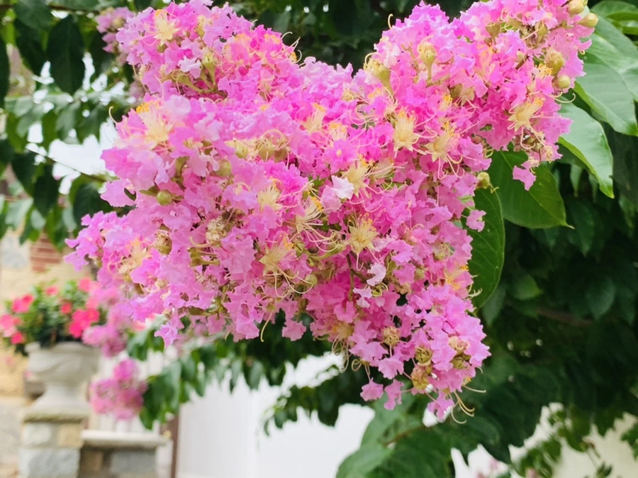 IMG_5931.jpg?type=w966