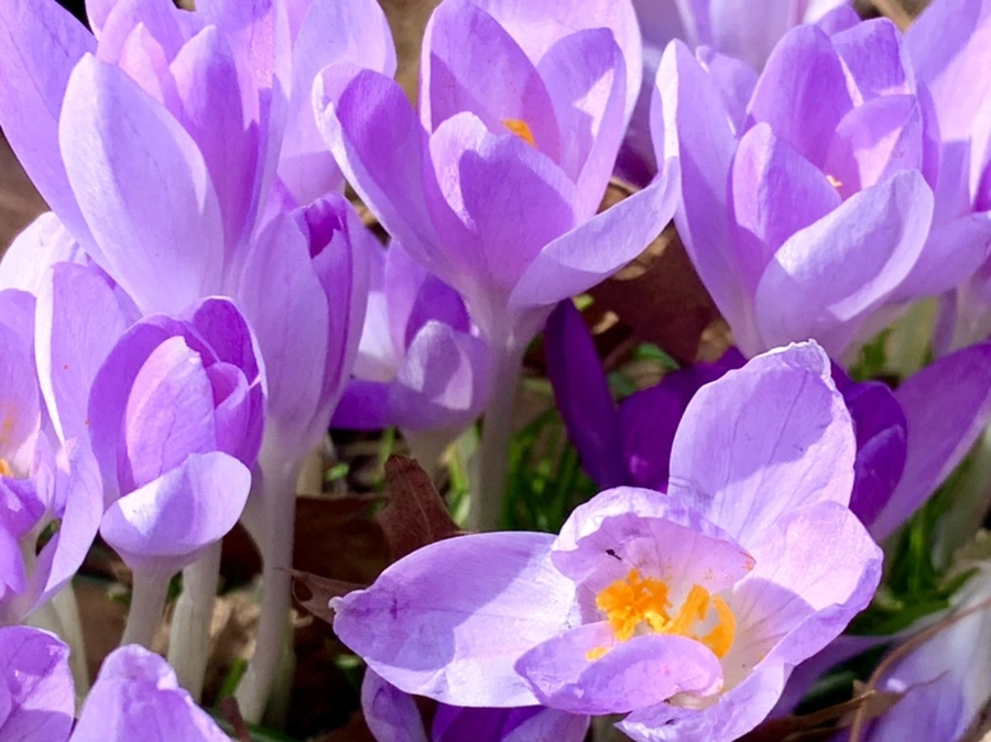 IMG_1248.jpg?type=w966