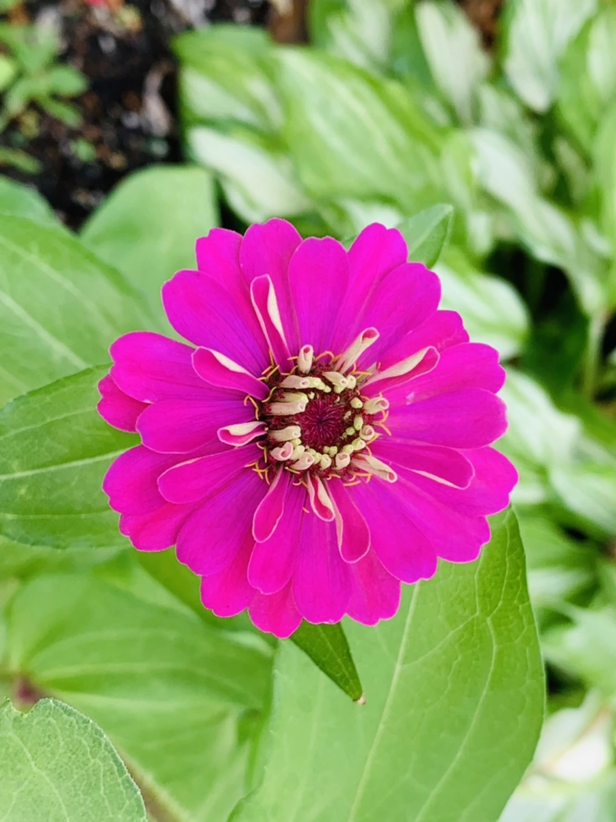 IMG_9611.jpg?type=w966