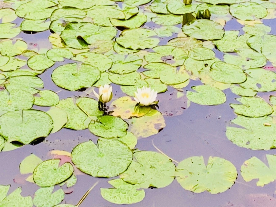 IMG_8340.jpg?type=w966