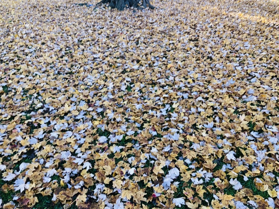 IMG_4097.jpg?type=w966