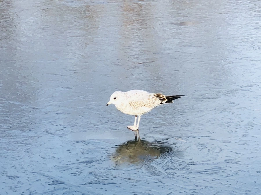 IMG_8473.jpg?type=w966