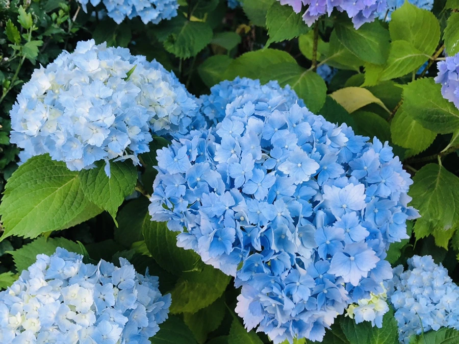 IMG_0351.jpg?type=w966