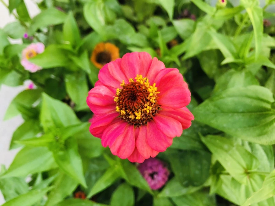 IMG_3626.jpg?type=w966