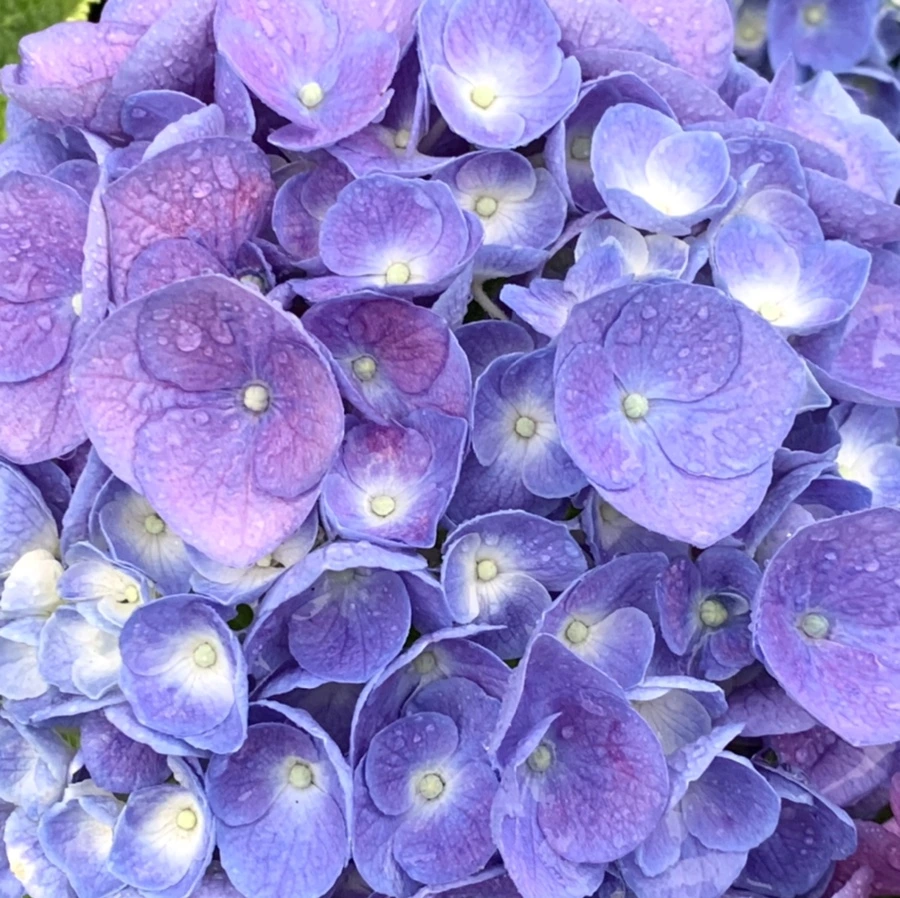 IMG_6190.jpg?type=w966