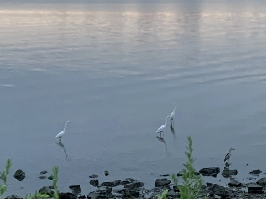 IMG_9602.jpg?type=w966