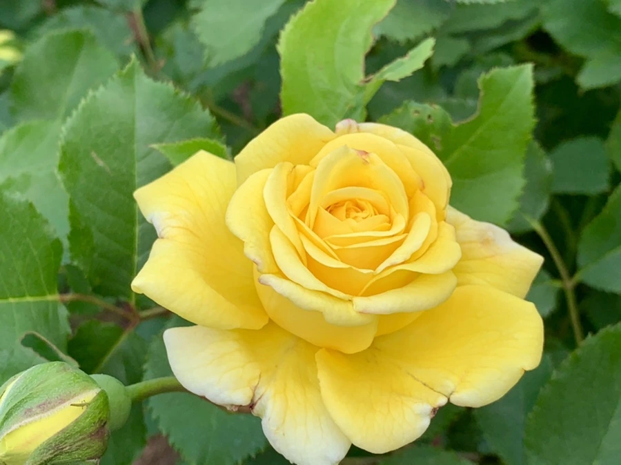 IMG_5825.jpg?type=w966