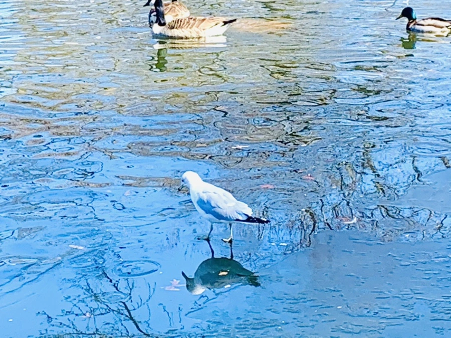 IMG_8298.jpg?type=w966