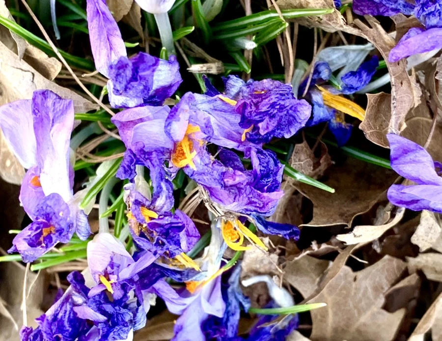 IMG_1512.jpg?type=w966