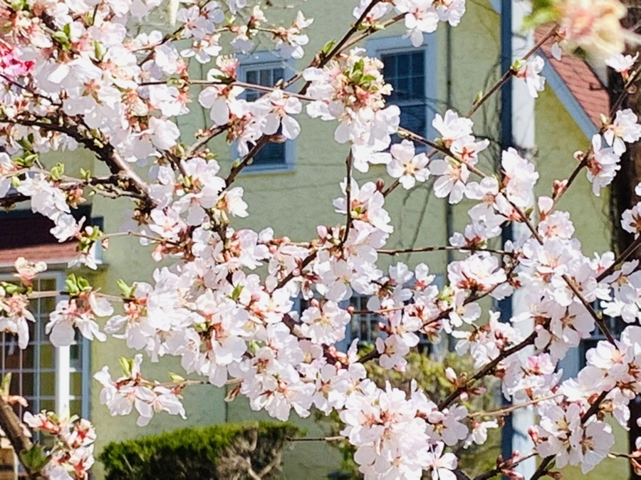 IMG_8073.jpg?type=w966