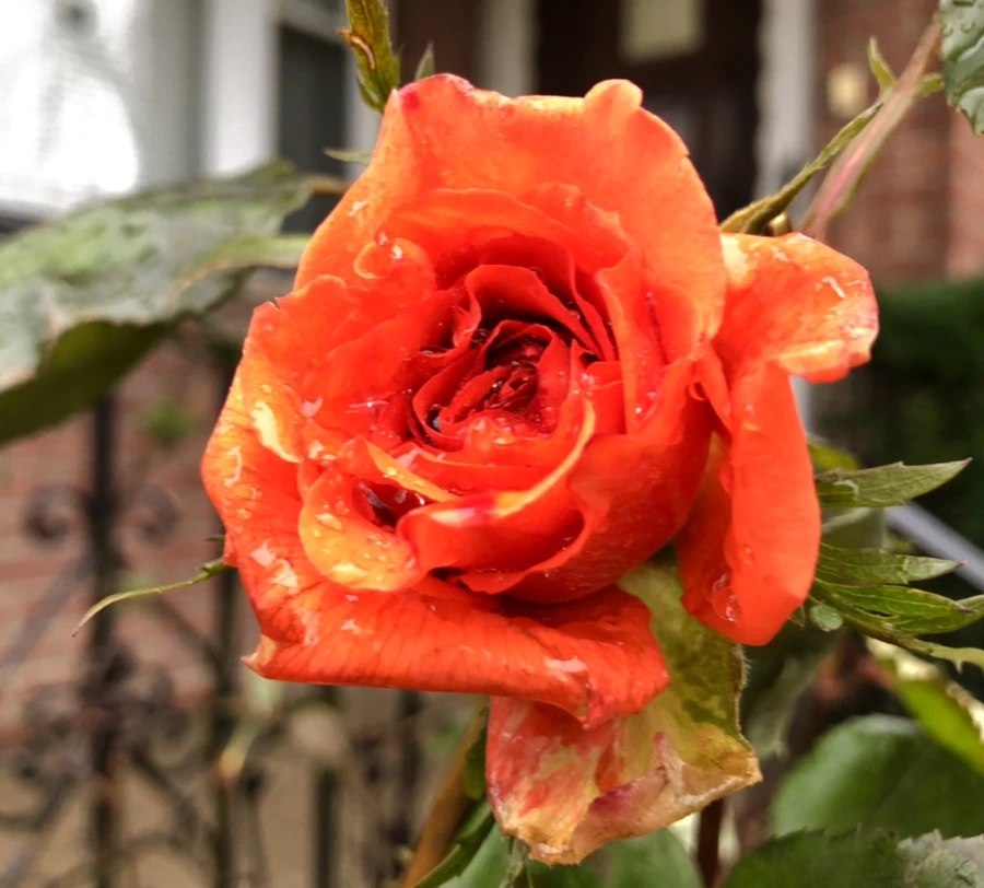 IMG_8099.jpg?type=w966