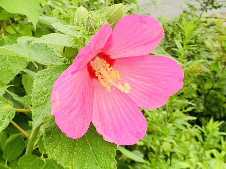 IMG_7720.jpg?type=w966