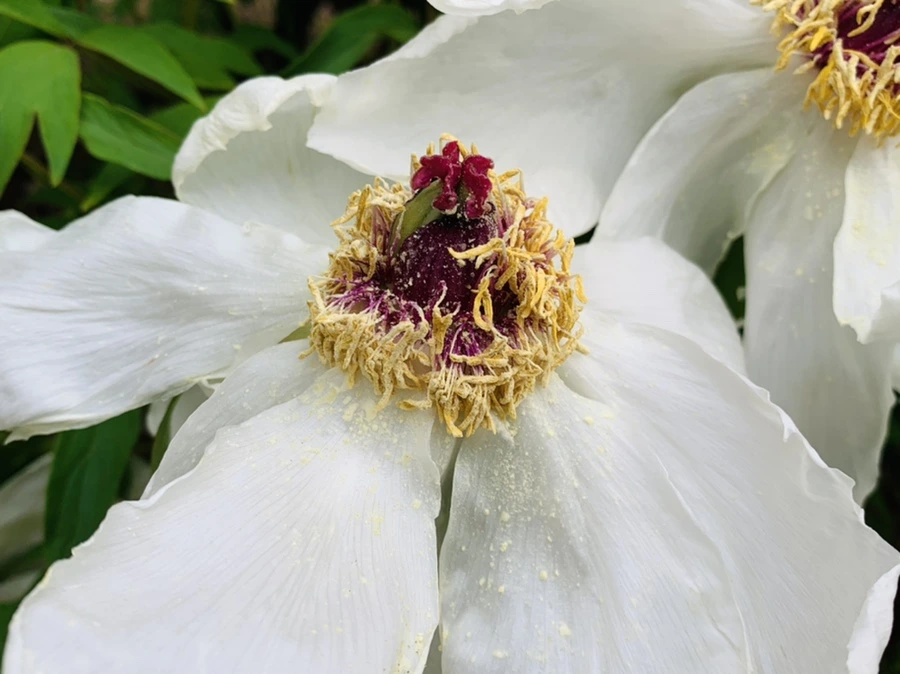 IMG_8956.jpg?type=w966