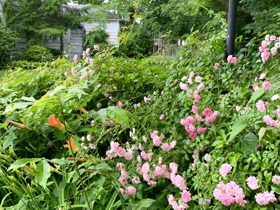 IMG_3552.jpg?type=w966