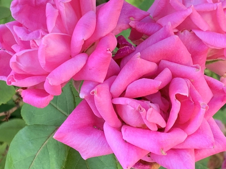 IMG_3040.jpg?type=w966