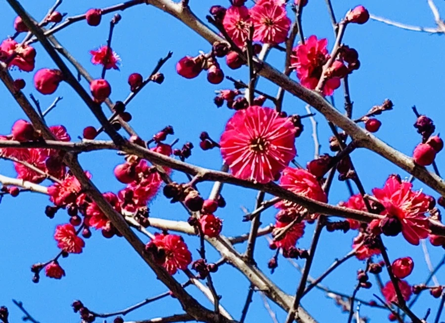 IMG_0671.jpg?type=w966