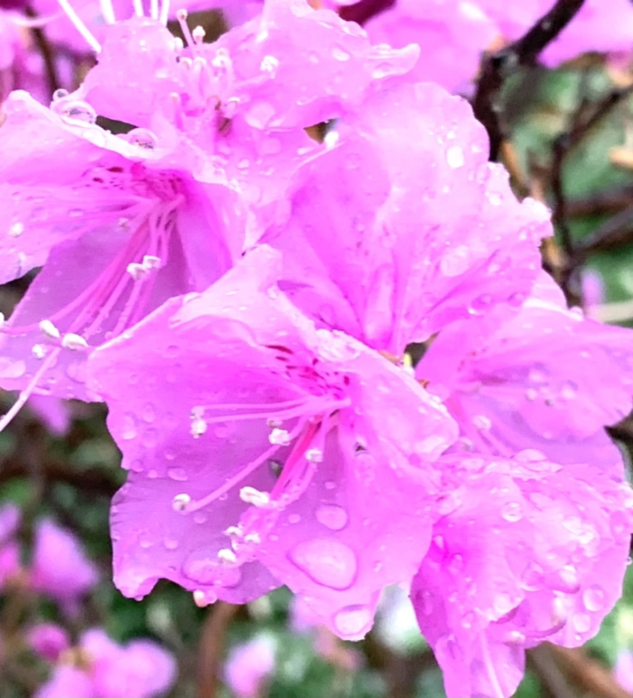 IMG_4941.jpg?type=w966