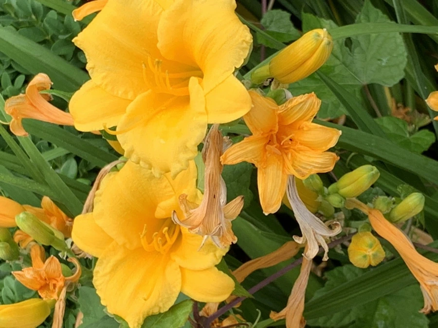 IMG_6020.jpg?type=w966