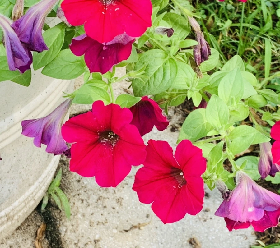 IMG_0647.jpg?type=w966