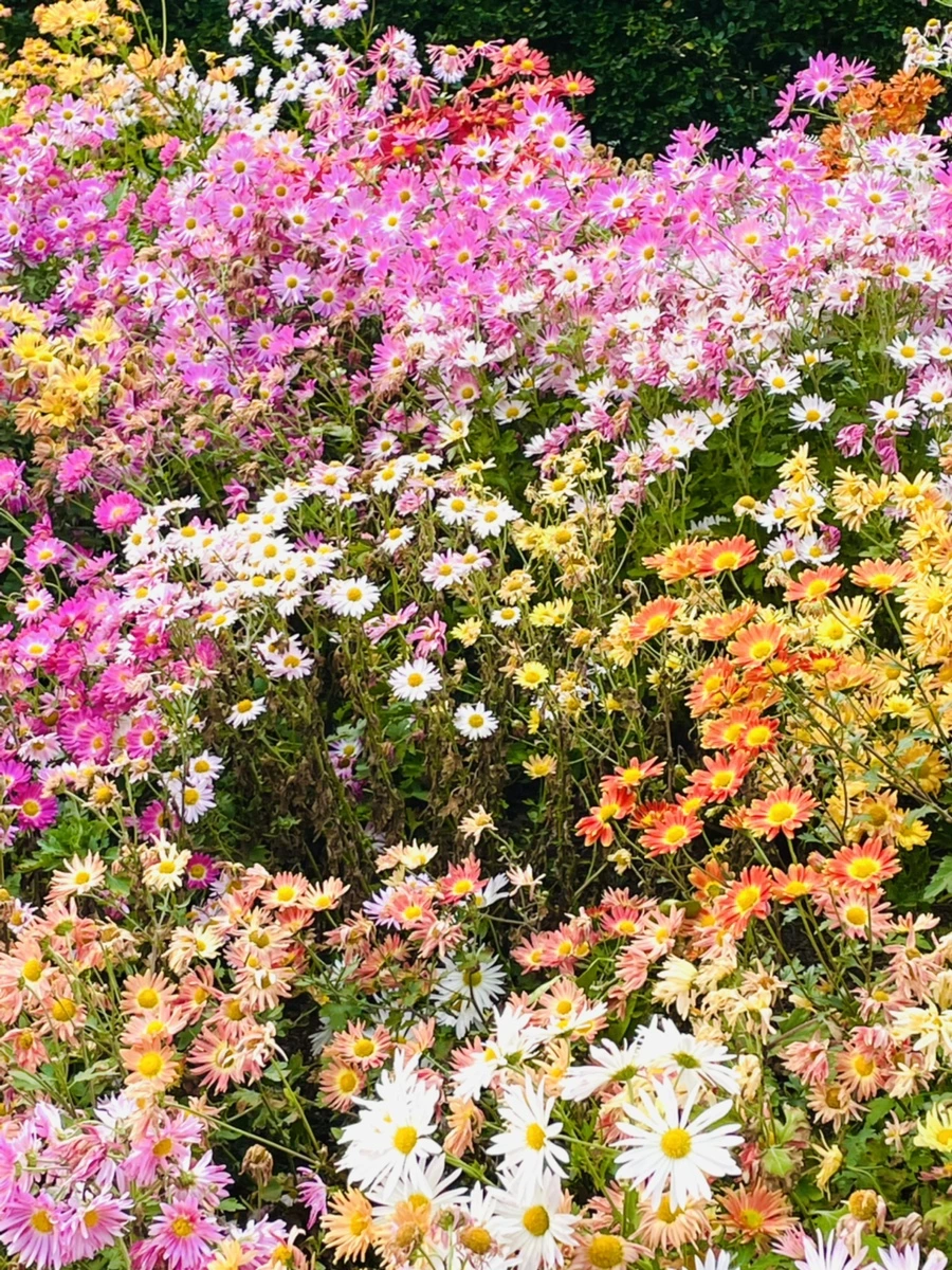 IMG_1229.jpg?type=w966