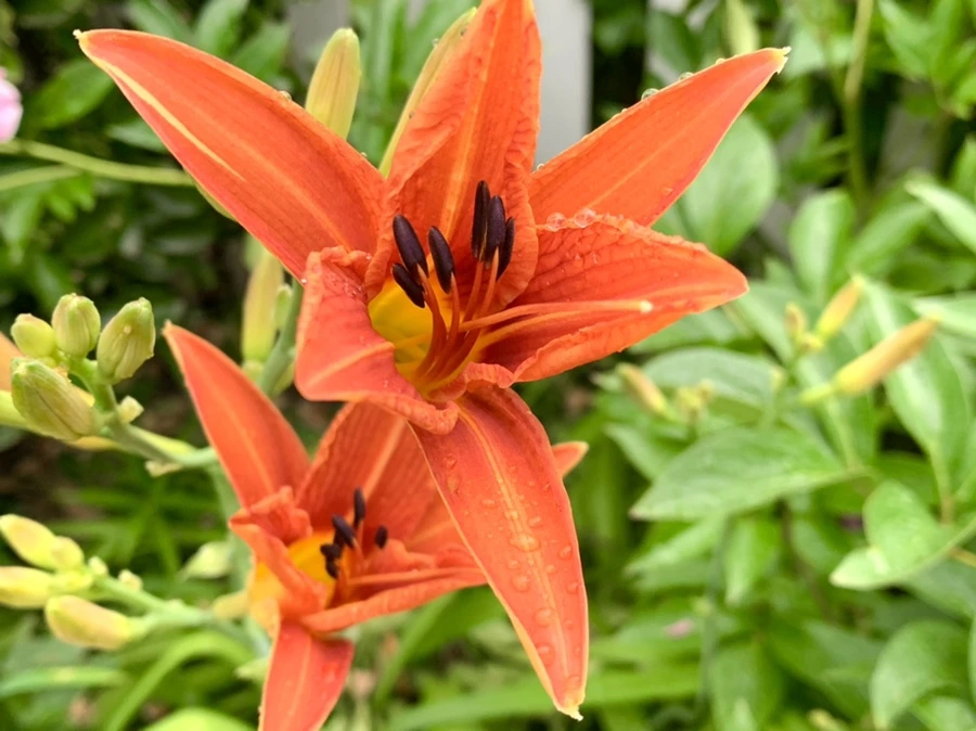 IMG_3532.jpg?type=w966