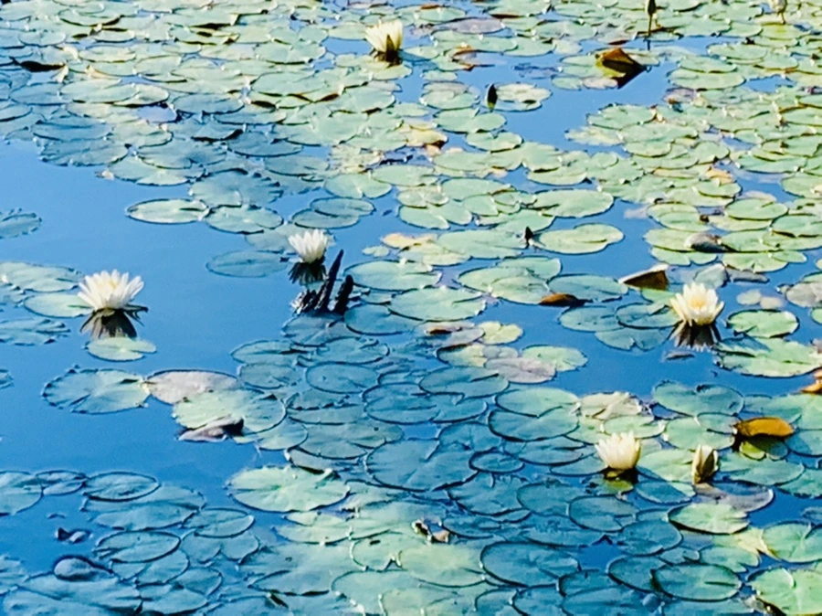 IMG_4308.jpg?type=w966