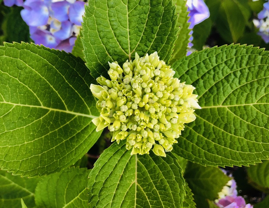 IMG_8660.jpg?type=w966