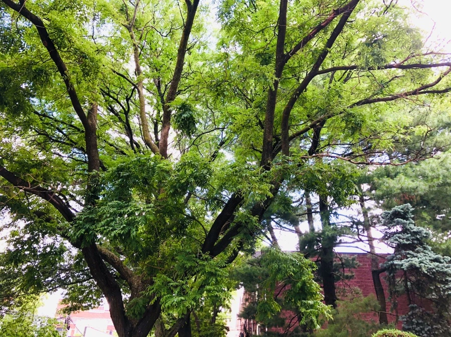 IMG_3013.jpg?type=w966