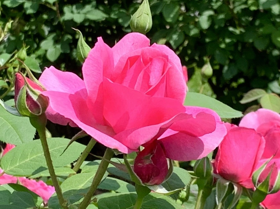 IMG_5891.jpg?type=w966