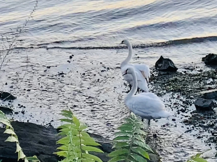 IMG_9462.jpg?type=w966