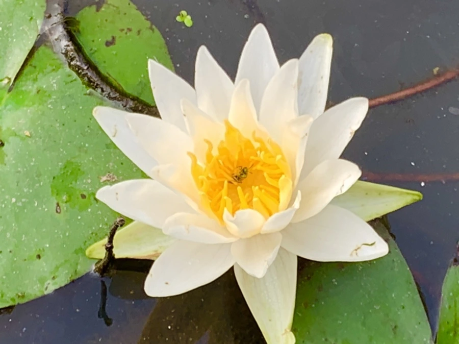 IMG_6613.jpg?type=w966