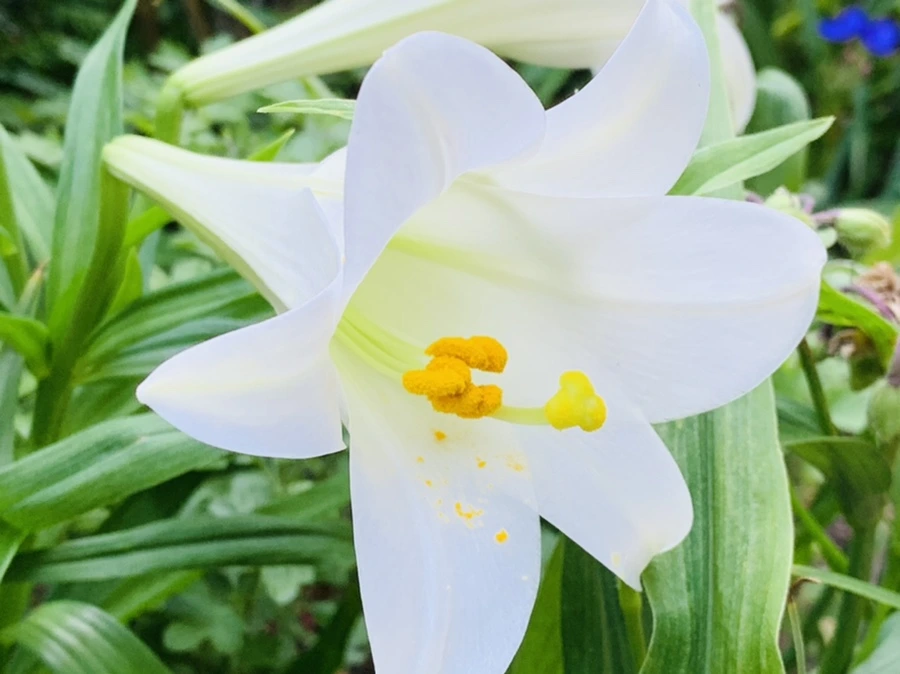 IMG_8295.jpg?type=w966