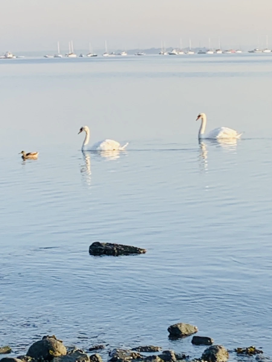 IMG_7372.jpg?type=w966