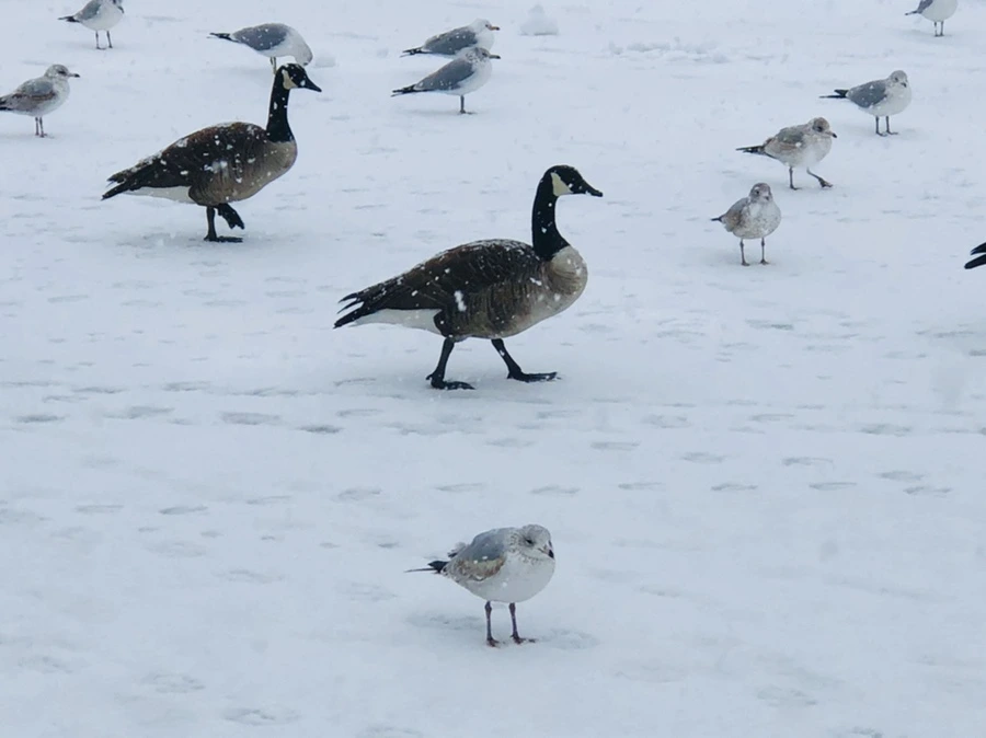 IMG_4047.jpg?type=w966