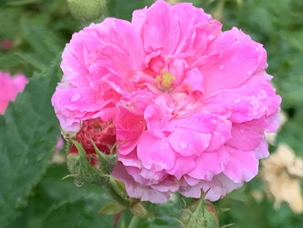 IMG_0929.jpg?type=w966