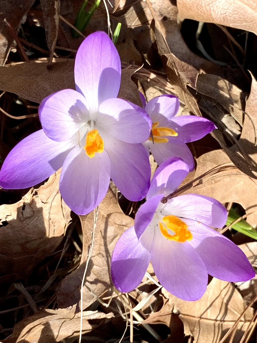 IMG_9632.jpg?type=w966