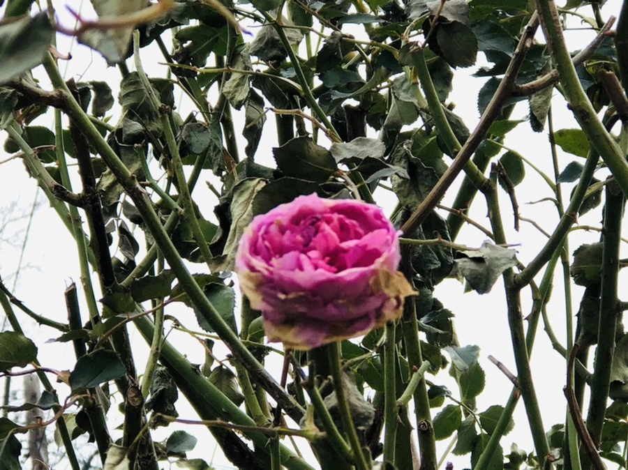 IMG_9077.jpg?type=w966