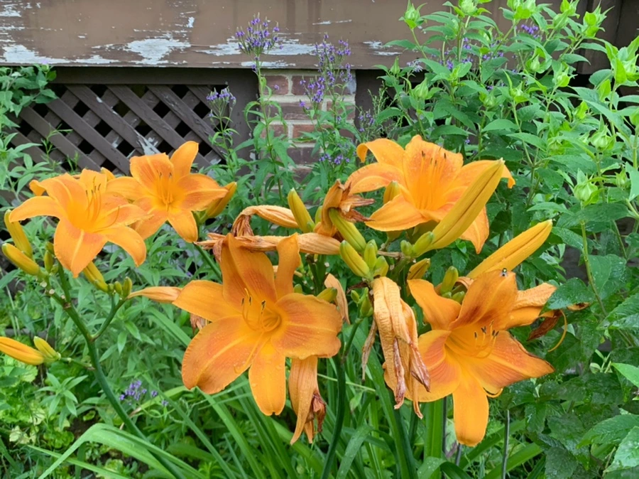 IMG_6879.jpg?type=w966