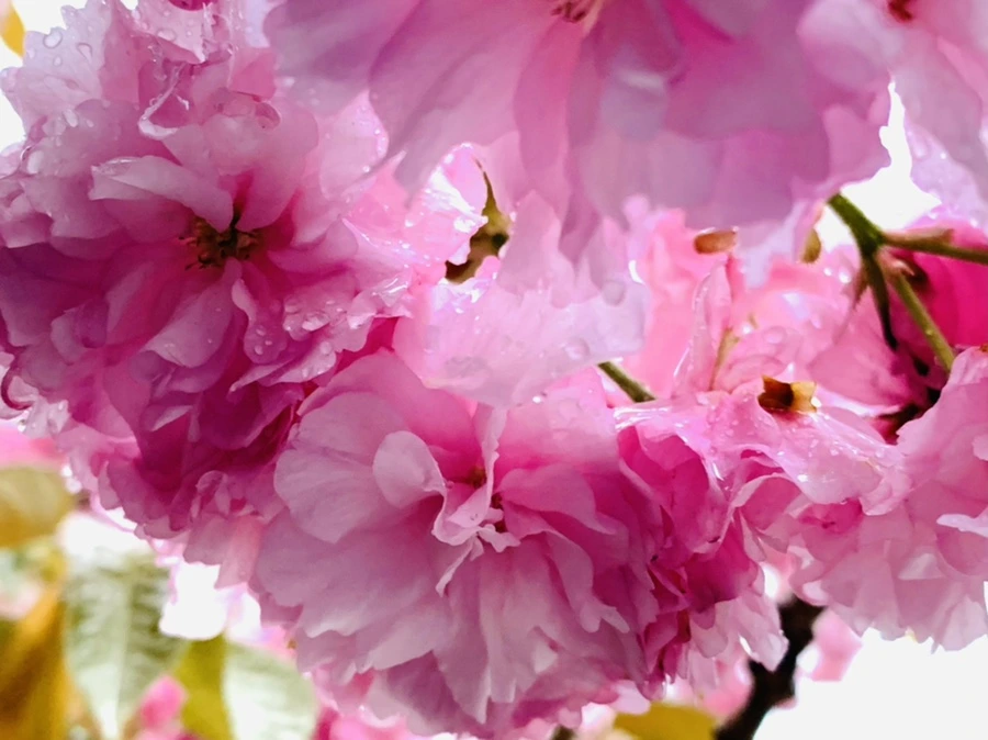 IMG_5243.jpg?type=w966