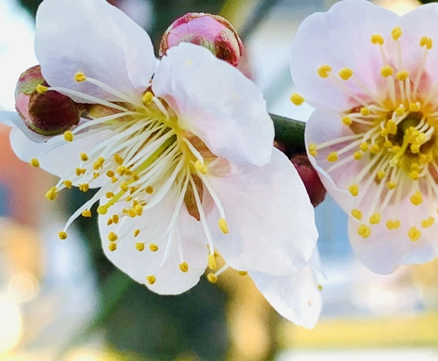 IMG_0781.jpg?type=w966