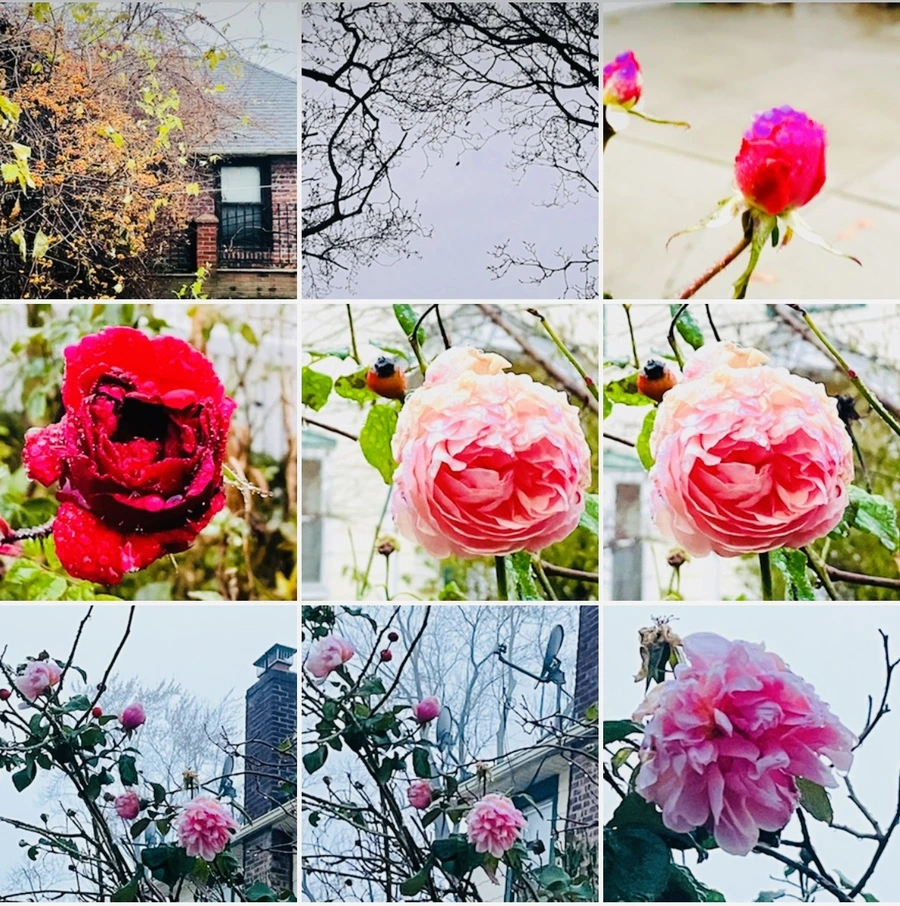 IMG_6434.jpg?type=w966