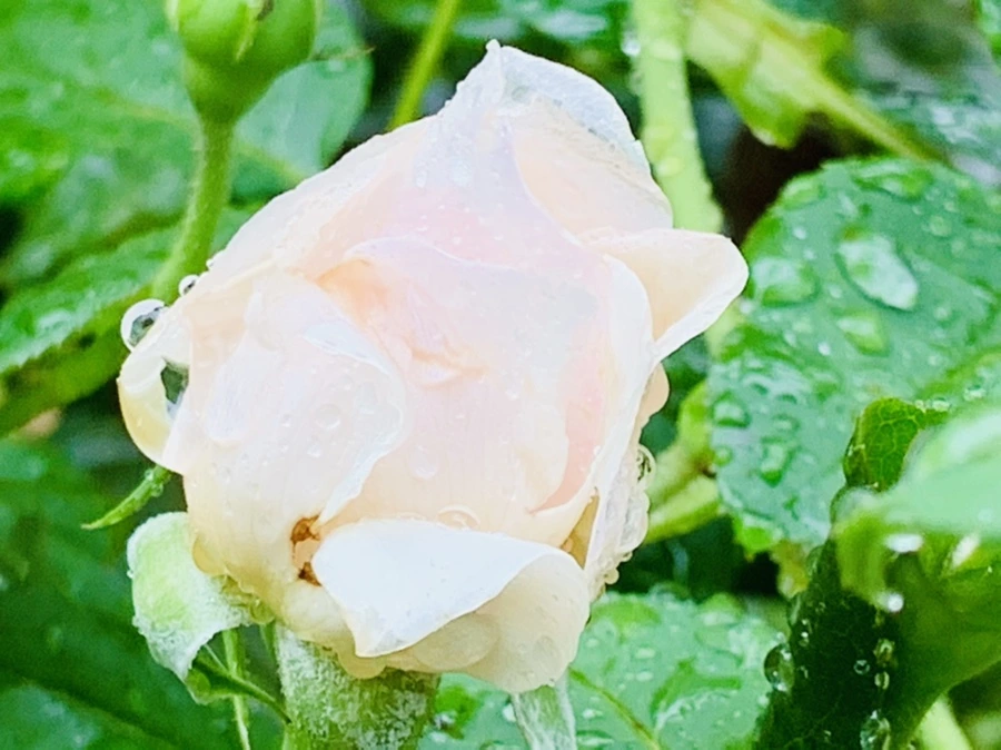 IMG_0215.jpg?type=w966