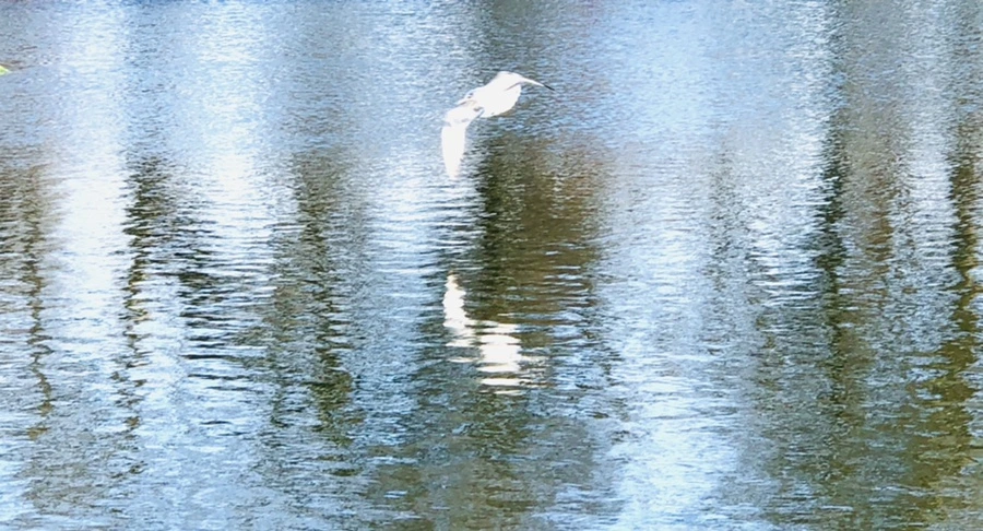 IMG_1342.jpg?type=w966