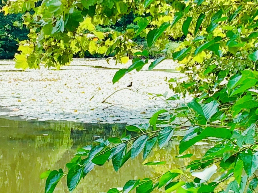 IMG_9338.jpg?type=w966