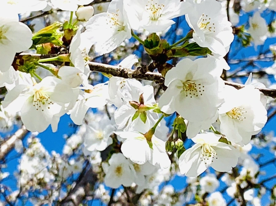 IMG_8383.jpg?type=w966